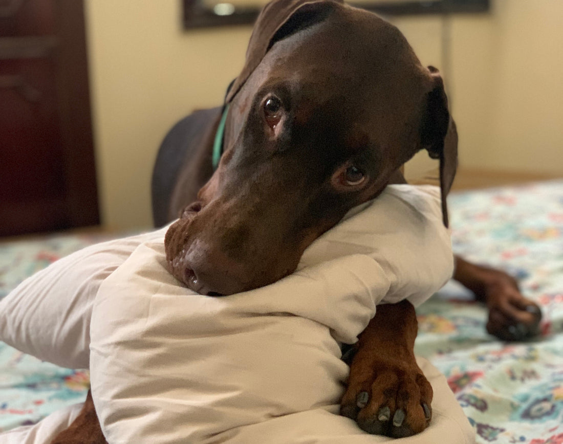 Why PawPies Exists