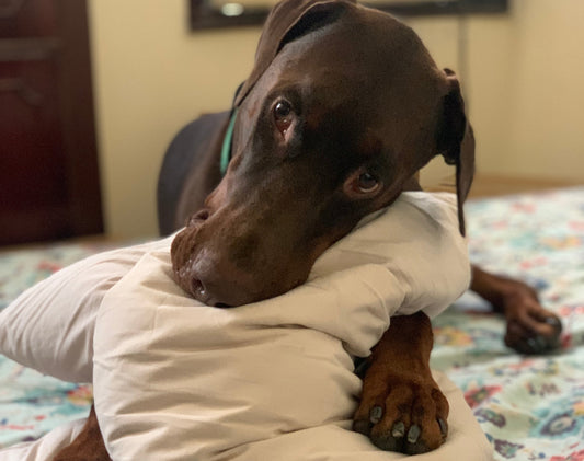 Why PawPies Exists