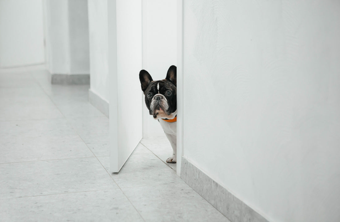 Creating a Dog-Friendly Home
