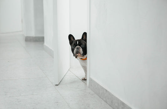 Creating a Dog-Friendly Home