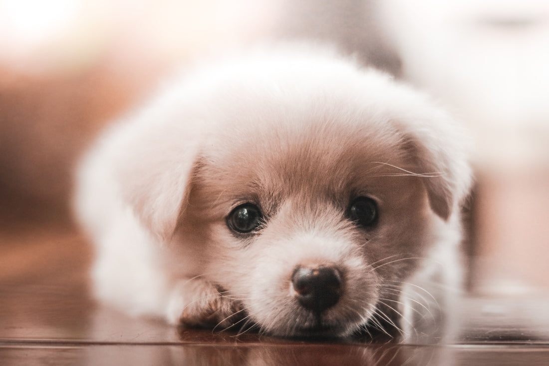 First Aid for Dogs