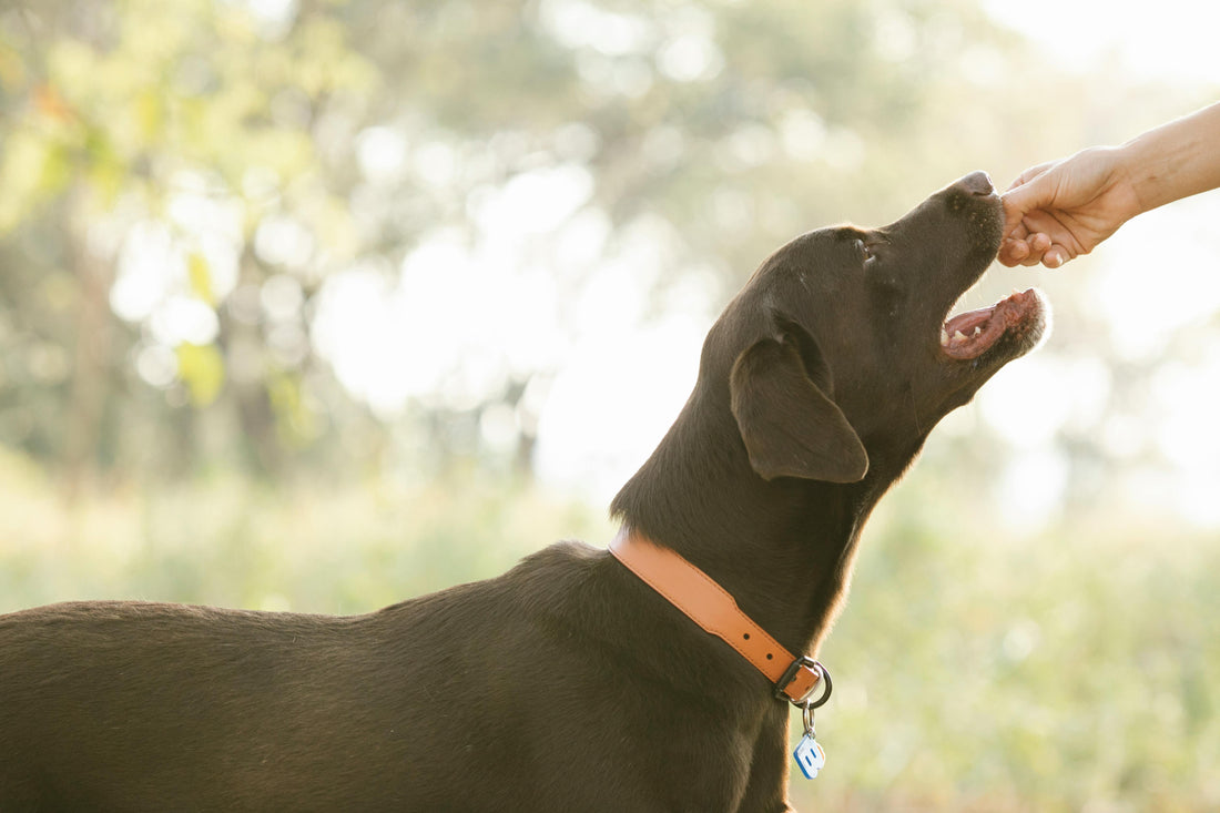 Organ-ic Goodness: Why Organ Meats Are a Treat-mendous Choice for Dogs