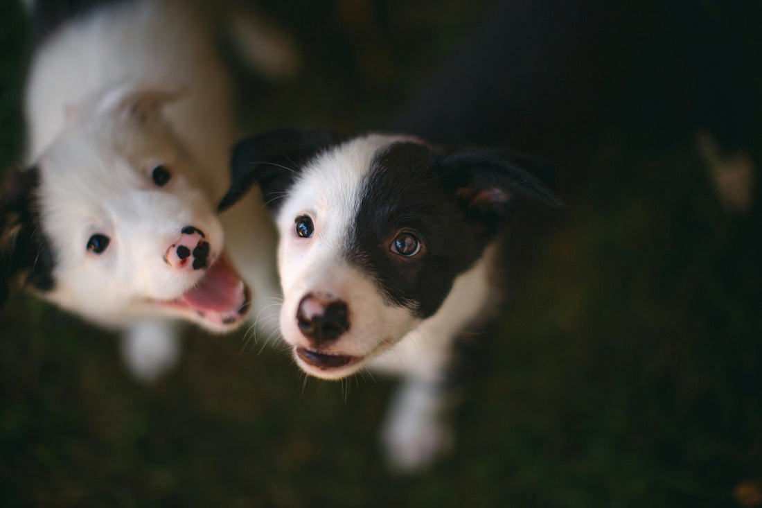 🐾 Mistakes New Dog Parents Make
