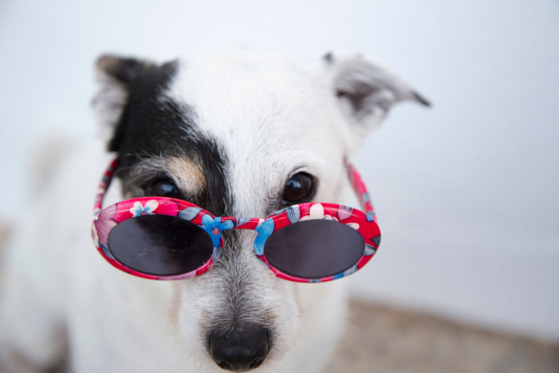 How Dogs See Colour
