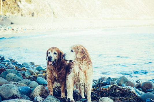 Caring for Senior Dogs