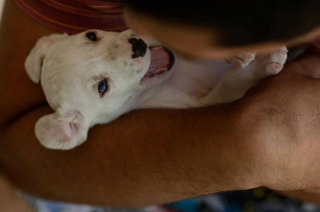 Pawternity Leave: Why the First Two Weeks with Your Puppy Matter More Than You Think