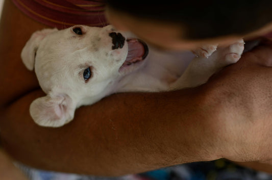 Pawternity Leave: Why the First Two Weeks with Your Puppy Matter More Than You Think